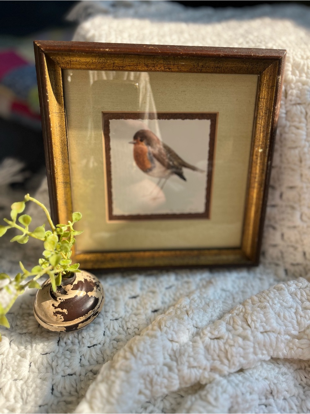 Framed Robin Bird Art in Gold Frame